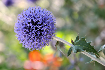 Картинка цветы аллиум+ декоративный+лук аллиум декоративный лук сиреневый