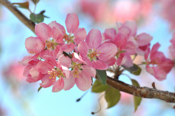 Картинка цветы цветущие+деревья+ +кустарники ветка листья