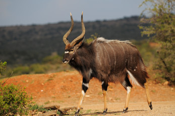 Картинка животные антилопы антилопа саванна