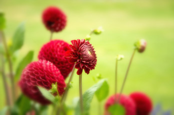 Картинка цветы георгины бутоны цветение георгин лепестки алый