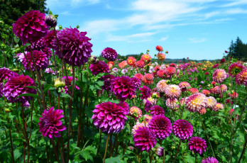 Картинка цветы георгины цветение георгин алый лепестки бутоны