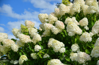 Картинка цветы гортензия цветение листья белая