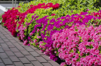 Картинка цветы рододендроны+ азалии цветение розовая азалия кустарник