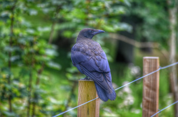 Картинка the+crow животные вороны +грачи +галки ворон черный