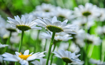 Картинка цветы ромашки белые лепестки цветение