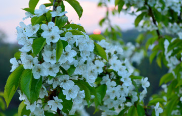 Картинка цветы цветущие+деревья+ +кустарники ветка листики цветочки цветение нежно