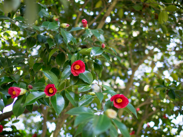 Обои картинки фото цветы, камелии, цветение, камелия, листья, ветки, кустарник