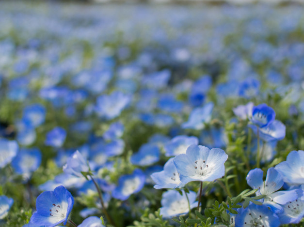 Обои картинки фото цветы, немофилы,  вероники, голубая, вероника, цветение, листья, лепестки