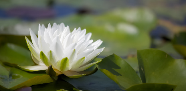 Обои картинки фото цветы, лилии водяные,  нимфеи,  кувшинки, листья, вода, водяные, лилии