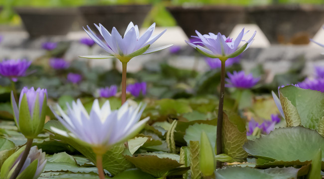 Обои картинки фото цветы, лилии водяные,  нимфеи,  кувшинки, водяные, лилии, листья, вода