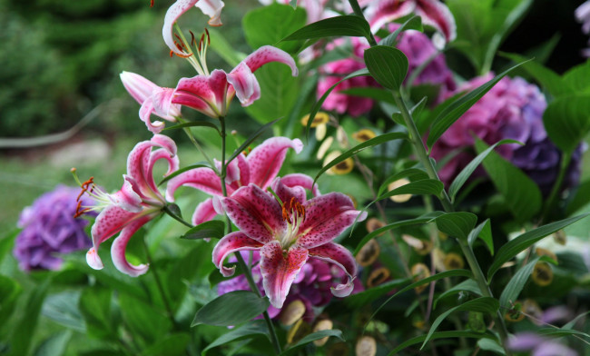Обои картинки фото цветы, лилии,  лилейники, куст, ветка, розовая, листья, цветение