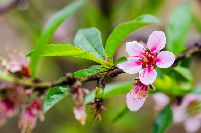 Обои картинки фото цветы, цветущие деревья ,  кустарники, ветка, листья