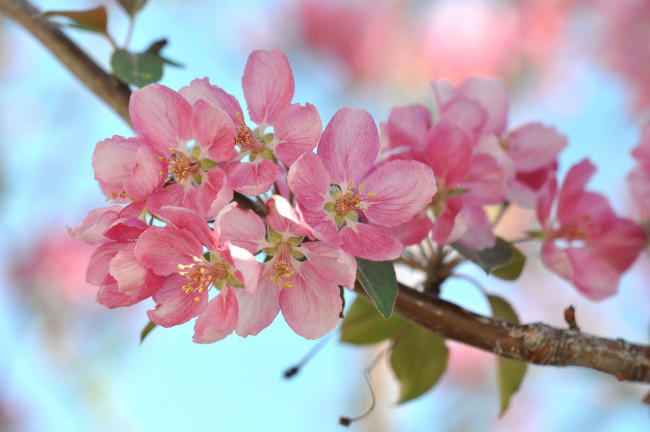Обои картинки фото цветы, цветущие деревья ,  кустарники, ветка, листья
