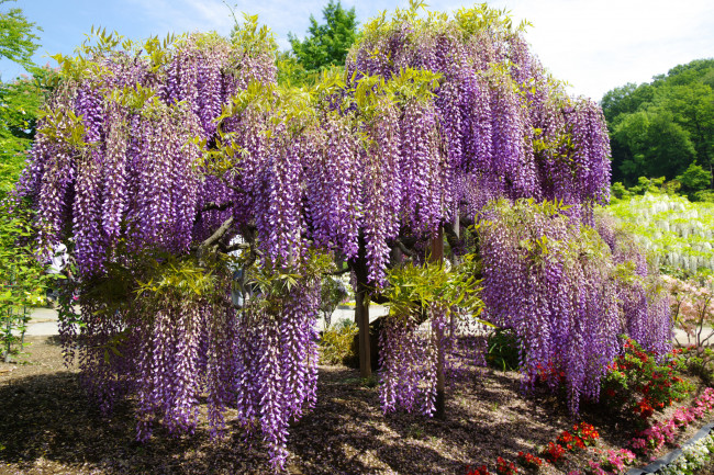 Обои картинки фото цветы, глициния, кустарник, цветение, сиреневая