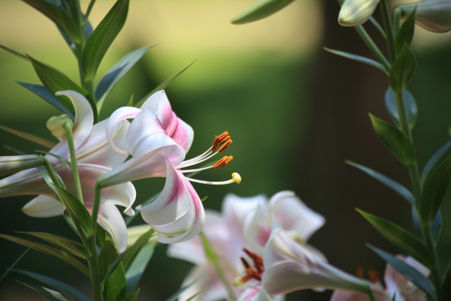 Обои картинки фото цветы, лилии,  лилейники, ветки, листья, лилия, белая, цветение