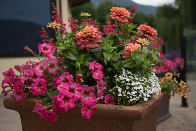 Обои картинки фото цветы, разные вместе, клумба, петуния