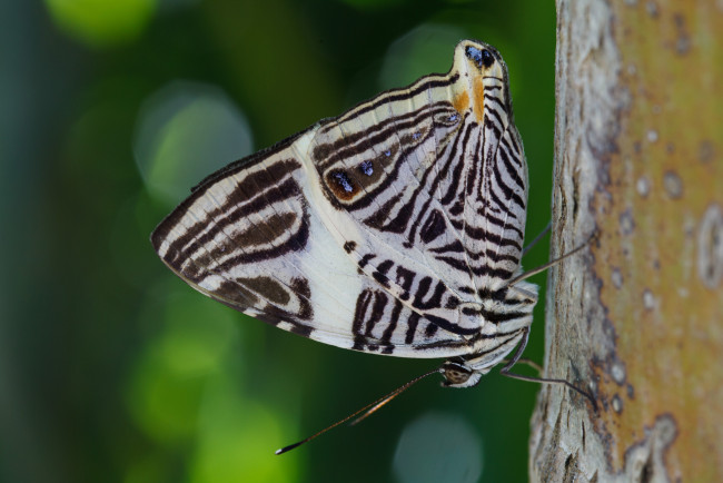Обои картинки фото животные, бабочки, крылья, сидит, усики, окрас, бабочка