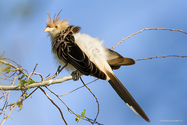 Обои картинки фото животные, птицы, ветки, небо, птица