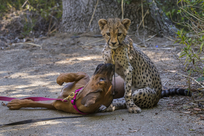 Обои картинки фото животные, разные вместе, собака, гепард