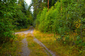 Картинка природа дороги проселок лес