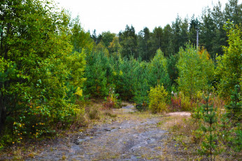 Картинка природа дороги проселок лес