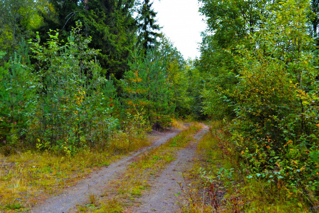 Обои картинки фото природа, дороги, проселок, лес