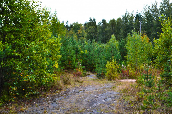 Обои картинки фото природа, дороги, проселок, лес