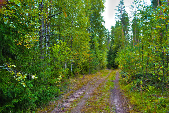 Обои картинки фото природа, дороги, проселок, лес