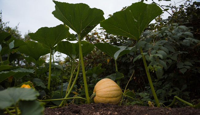 Обои картинки фото природа, плоды, тыква