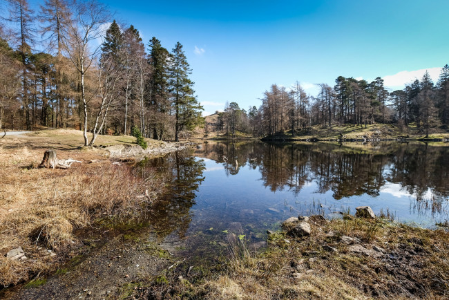 Обои картинки фото природа, реки, озера, река, лес