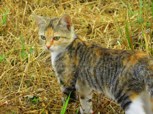 Картинка животные коты кошка