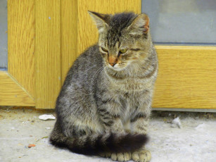 Картинка животные коты кот