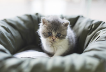 Картинка животные коты кот киса кошка