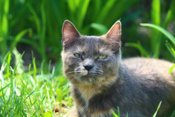 Картинка животные коты киса кот кошка