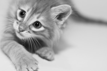 Картинка животные коты киса кот кошка