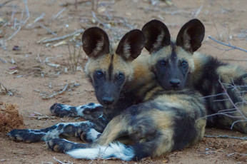 Картинка african+wild+dog животные гиены +гиеновые+собаки хищник