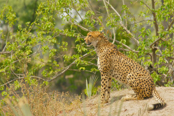 Картинка животные гепарды хищник