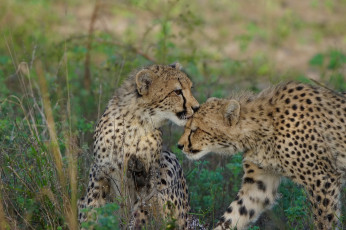 Картинка животные гепарды хищник