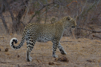 Картинка животные гепарды хищник