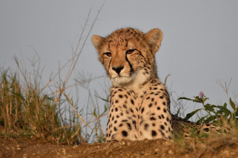 Картинка животные гепарды хищник