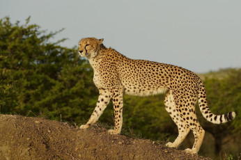 Картинка животные гепарды хищник