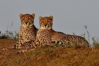 Картинка животные гепарды хищник