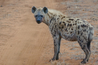 Картинка животные гиены +гиеновые+собаки хищник