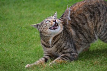 Картинка животные коты киса кошка кот