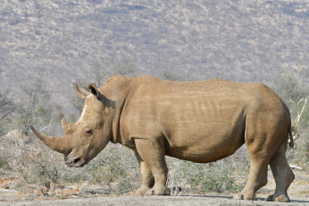 Картинка животные носороги носорог