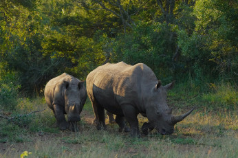 Картинка животные носороги носорог