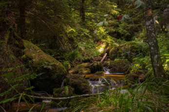 Картинка природа лес простор