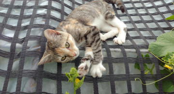 Картинка животные коты кошка