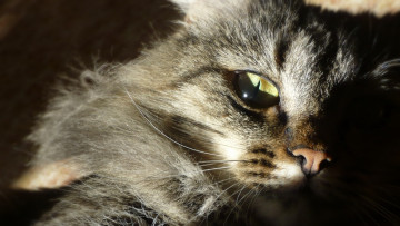 Картинка животные коты морда