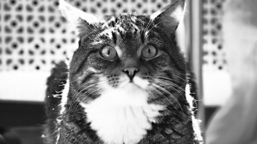 Картинка животные коты морда